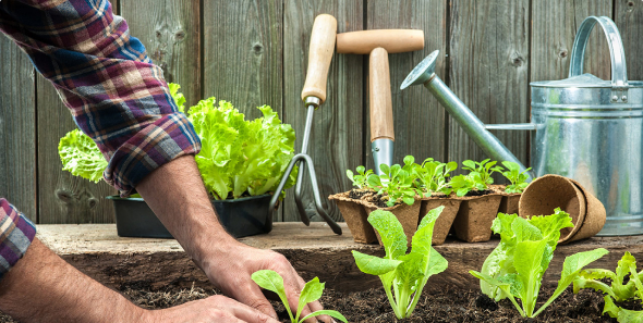 Садоводство