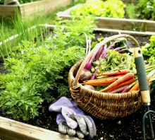 Растениеводство