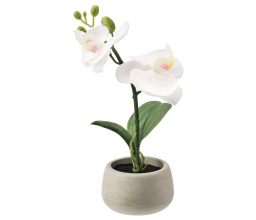 Орхидея белая в горшке, 35 см., цветущая