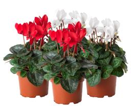 Цикламен в ассортименте