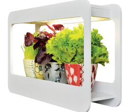 Орхидея белая в горшке, 35 см., цветущая