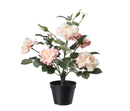 Роза «Чайная» в горшке, 55 см., древовидная