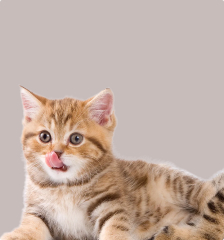 Корма для кошек