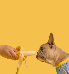 Вкусный подарок вашему питомцу