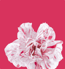 Экзотические растения