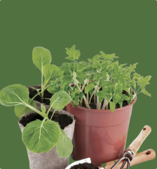 Семена и саженцы